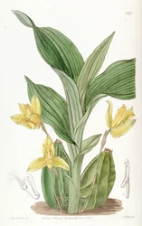 Lycaste aromatica (syn. Maxillaria aromatica)